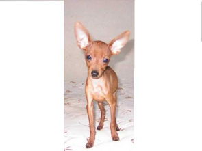 鹿娃娃狗多少钱 威海拿里有卖的,我想买 