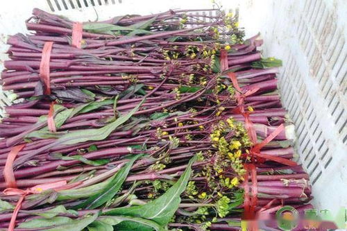 红油菜苔种植时间和方法什么时间种植好,红油菜苔高产栽培技术？