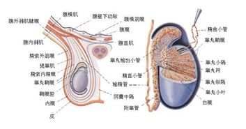 睾丸疼痛是怎么回事,了解睾丸疼痛