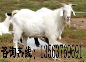 辽宁大连 奶 山羊养殖技术 羊崽 养殖种植栏 