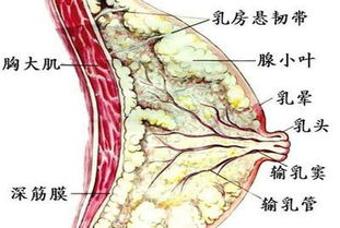 乳腺结节有哪些症状 该怎么治疗