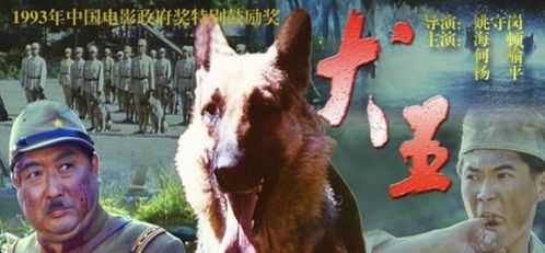 电影 犬王 的军犬真的牺牲了,导演对此表示遗憾
