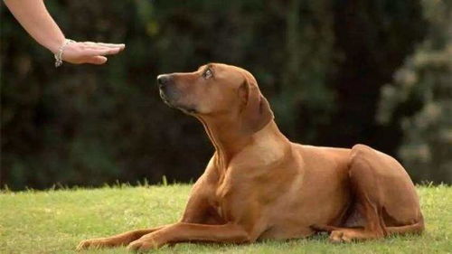 狗狗憋尿可能导致膀胱结石或肾脏损害, 请不要训练狗狗憋尿了