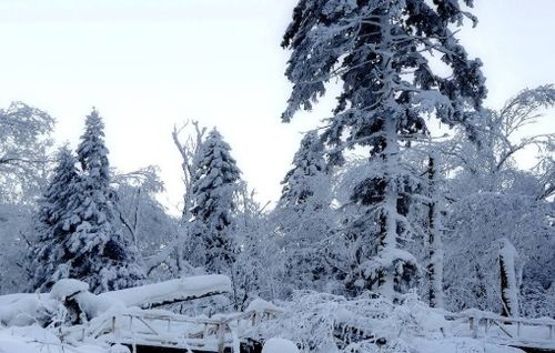 有哪些关于雪的诗句三年级 