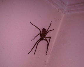 我结婚当天家里出现一只大蜘蛛是什么征兆 