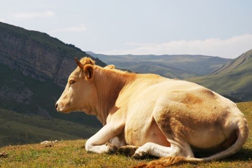 1985年属牛人的后半辈子,注定 牛牛牛 家里属牛的要珍惜
