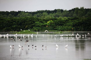 广州南沙湿地公园：探寻自然与人文的和谐之美