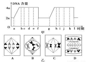 什么是细胞周期？各个时期的特点是什么？