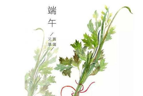 端午节为什么要挂艾草 