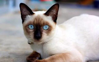 暹罗猫怎么看纯不纯,如何看暹罗猫纯不纯？