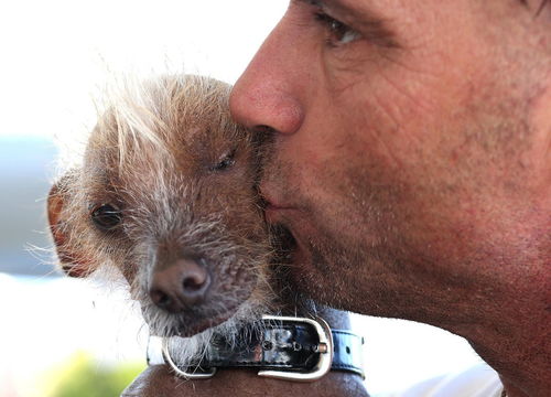 美国加州举行世界 最丑狗狗 大赛 
