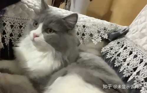 养高地猫是什么样的体验 