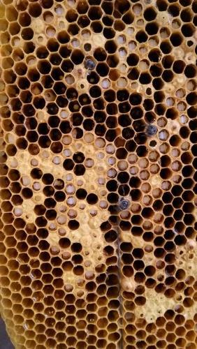 家庭饲养蜜蜂者容易犯的错误,蜜蜂饲养十大误区,避开误区养好蜂