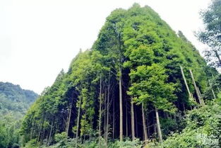 去重庆不建议去仙女山吗(重庆仙女山需要爬山吗)