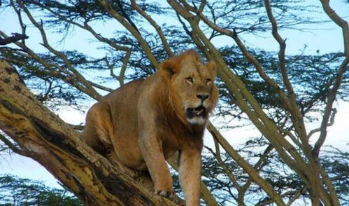 狮子不会爬树 将肉绑在树上,这货爬得比谁都快 