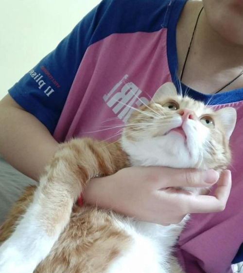 幸运网友在网上领养了一只漂亮橘猫,抱回家第一天就往怀里躺