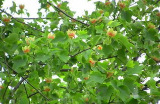 鹅掌楸木属于什么档次,北美硬枫木和鹅掌楸哪个好？