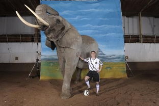 德国拍摄世界杯写真 小猪与狮子亲密接触 