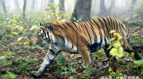 东北虎会捕食狗,但如果换成是藏獒,老虎还能捕食成功吗