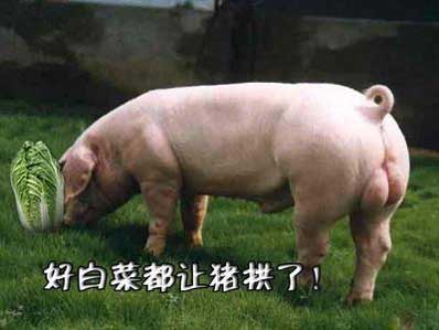 白菜被猪拱了是什么意思 好白菜被猪拱了 
