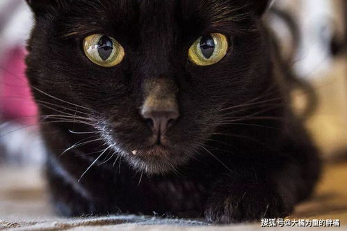 为什么越来越多的人喜欢养黑猫 看了这5个原因后你也会想养一只