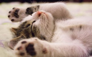 幼猫2月该睡地板吗,2月的幼猫睡地上会感冒吗
