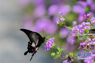 福州温泉公园春花绽放 吸引蝴蝶花丛中翻飞起落