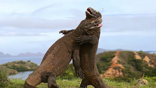 非洲最大的蜥蜴,脾气非常暴躁,有人当宠物来养 