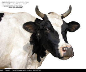 白色带黑色斑纹的牛头特写图片免费下载 红动网 