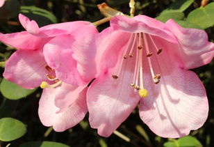 杜鹃花一年开几次花?,杜鹃花一年