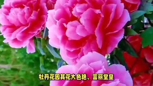 中国国花是什么花,什么花是国花?