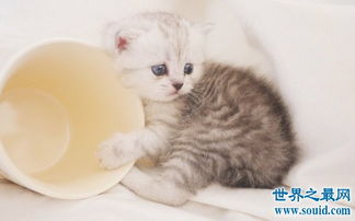 茶杯猫多少钱一只 6000左右的茶杯猫寿命短 