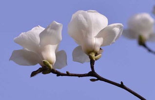 白玉兰花语造句,惊艳绽放，白玉兰花的诗意与神秘