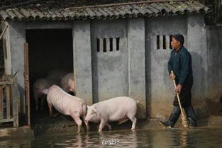 湖南村民每天逼猪锻炼跳水 这类猪市价高于普通猪肉三倍