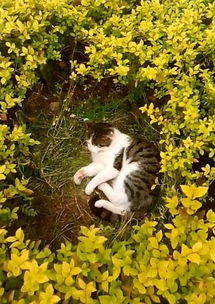 流浪猫躺在万花丛中晒太阳,简直就是猫咪的世外桃源,太会享受了 