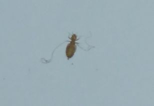 这是什么虫子 在墙壁上非常小1 2毫米 不明显 
