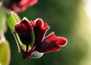 口红花种类图片,口红花常见品种 口红花常见品种有哪些