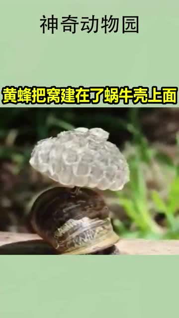 黄蜂把窝建在了蜗牛壳上面 