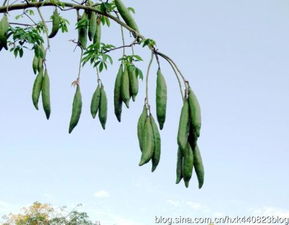 有谁知道这是什么植物吗 学校里见到的 