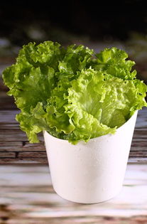 蔬菜种植:玻璃生菜的种植方法和技巧,玻璃生菜和耐抽苔生菜的区别