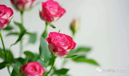 紫色玫瑰品种,多头玫瑰品种及花名？