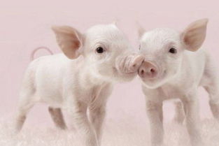 做梦梦见两只小猪是什么意思 周公解梦 