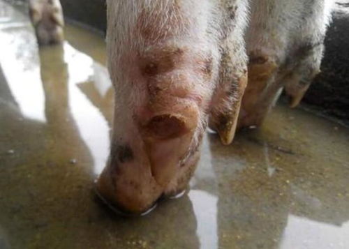 猪患口蹄疫的症状和治疗 秋冬季节口蹄疫多发,养猪人快来学