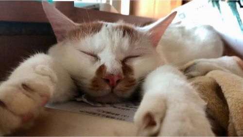 猫为何每天都睡那么多 也会做梦吗 如何让它们更好地休息呢