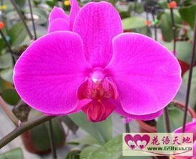 蝴蝶兰的花语是什么寓意,有哪些花的花语是甜蜜的爱情这类的？