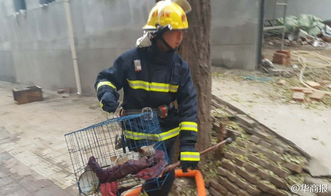 房屋起火 消防员救人灭火还救出9条小狗 