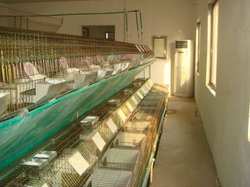 日照肉食兔精准化养殖设备报价高性价比的选择 本信息长期有效 
