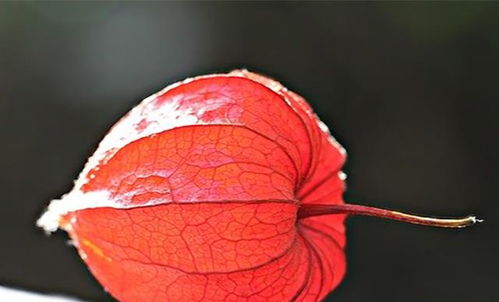 1月,输掉爱情,埋葬过去,3星座破茧成蝶,蜕变完美自己