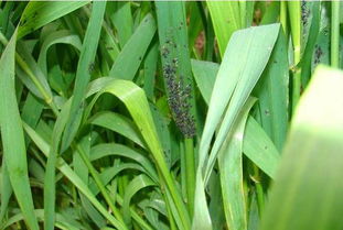 种植小麦,年前苗期时蚜虫很少发生,为什么都集中在年后