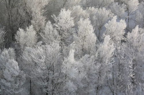 泥巴 想念故乡的雪